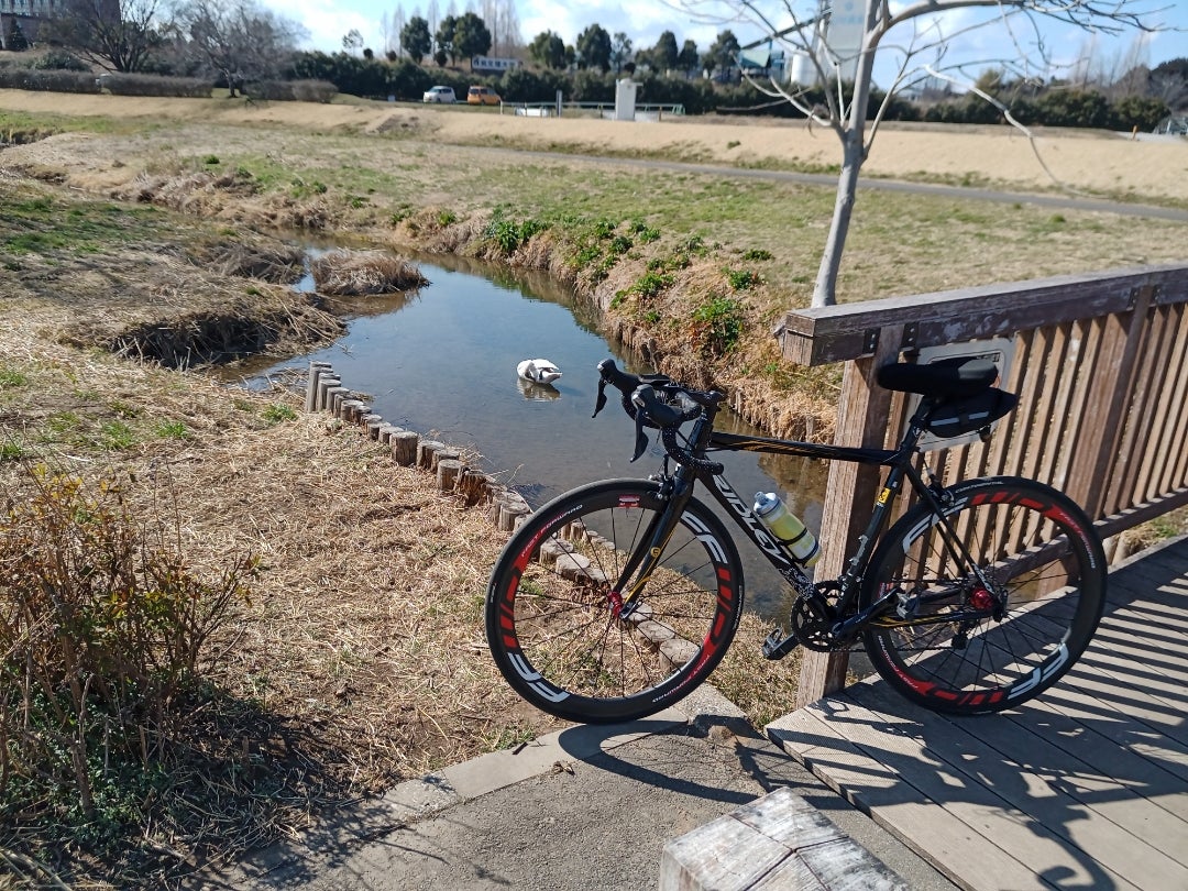 コブハクチョウ様と2ショット