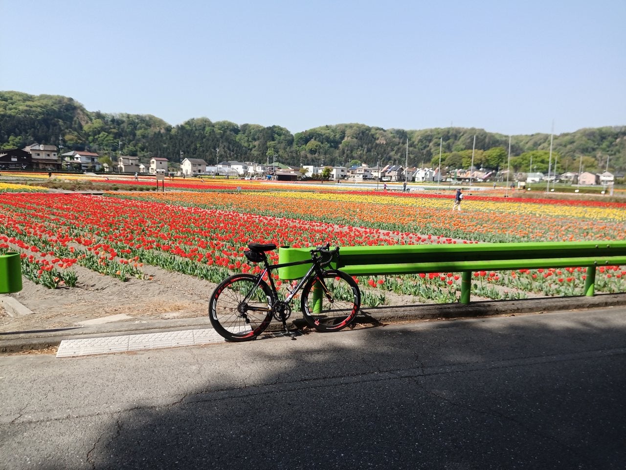 少し早いチューリップ畑を逝く