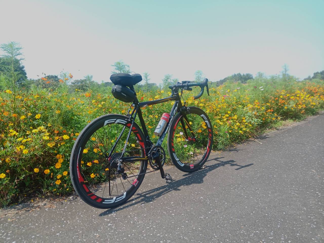 コスモス畑でぐだぐだ