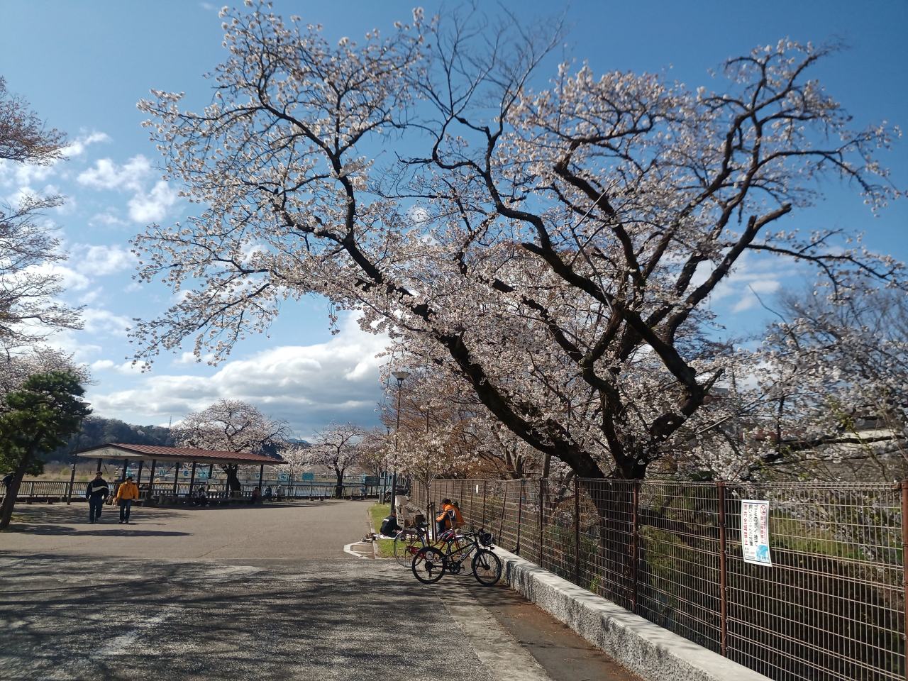 今季最後のサクラかな