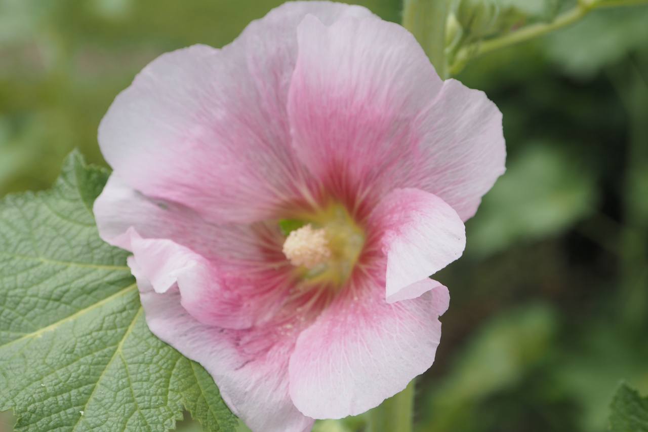 リハビリ・プチポタ～吹上しょうぶまつりへ