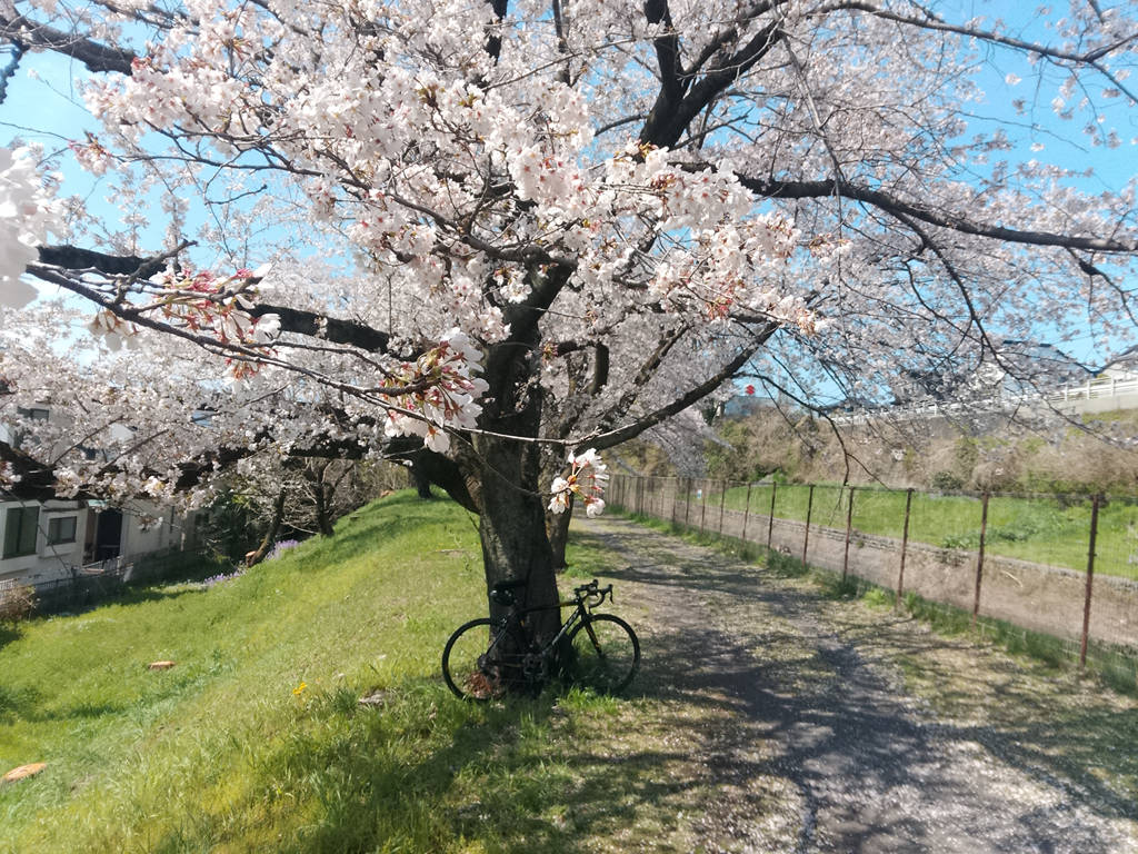 なんとか間に合った、チェリーライド